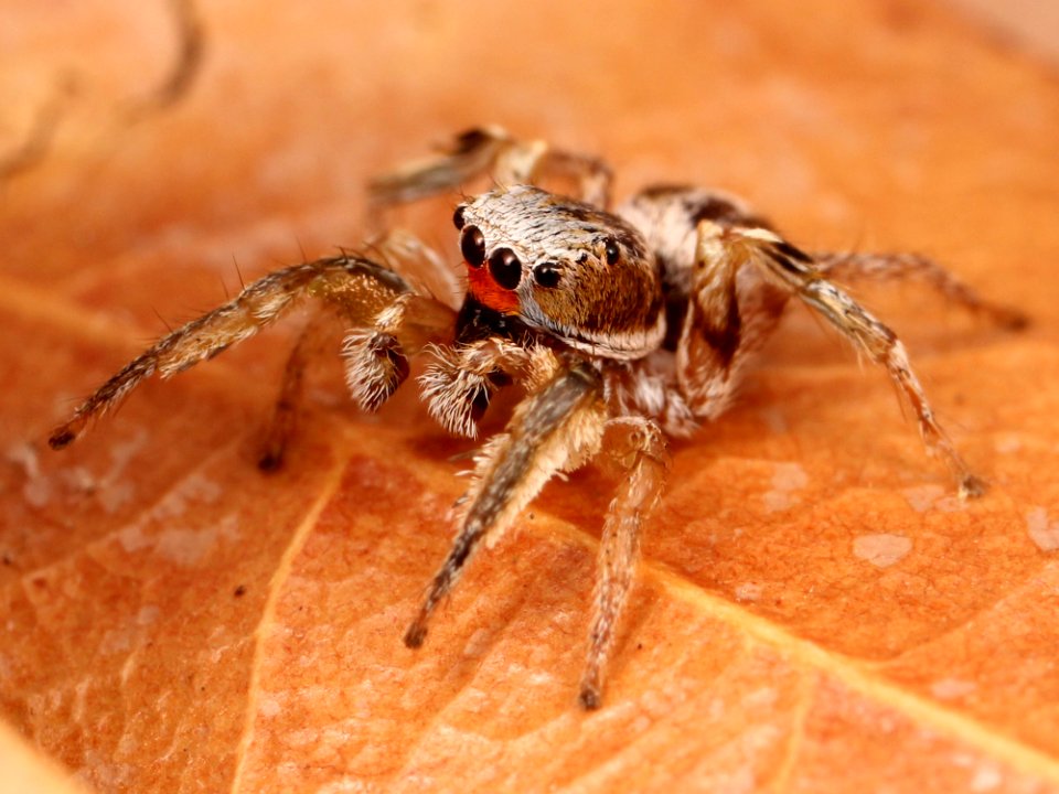 Kaldari Habronattus virgulatus male 05