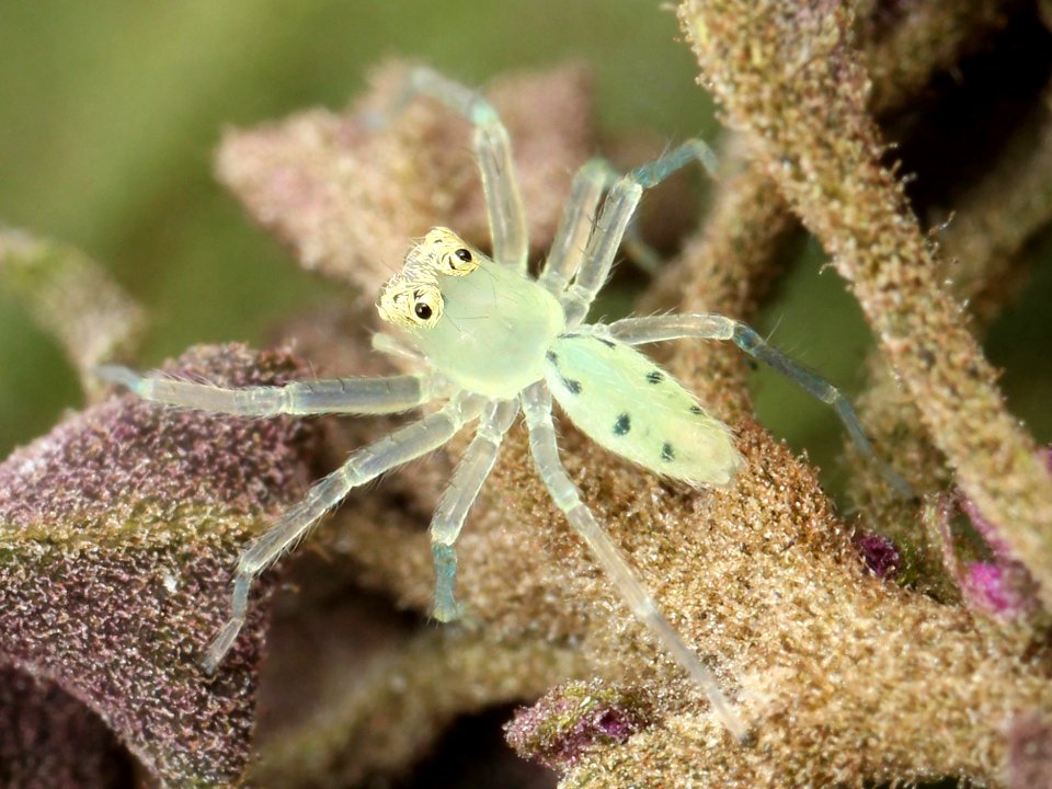 Kaldari Lyssomanes viridis 01 cropped