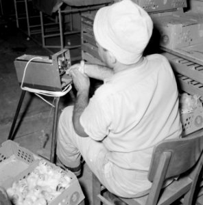 Kalkoenfokkerij in Beit Herut Werknemer brandmerkt kalkoenkuikens die pas uit h, Bestanddeelnr 255-4610