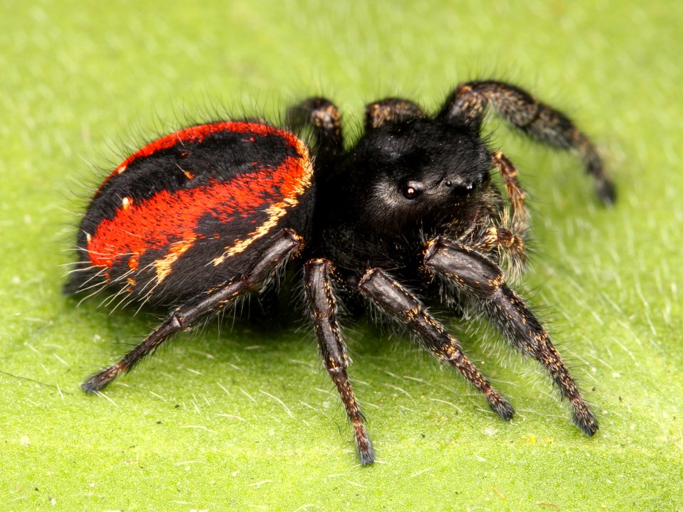 Kaldari Phidippus johnsoni female 01