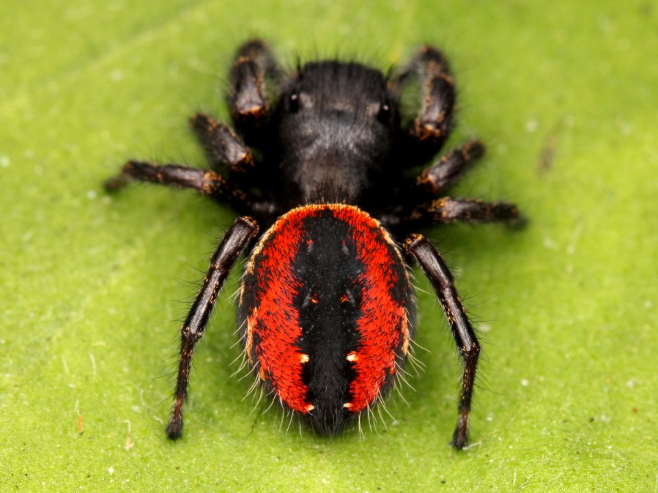 Kaldari Phidippus johnsoni female 02