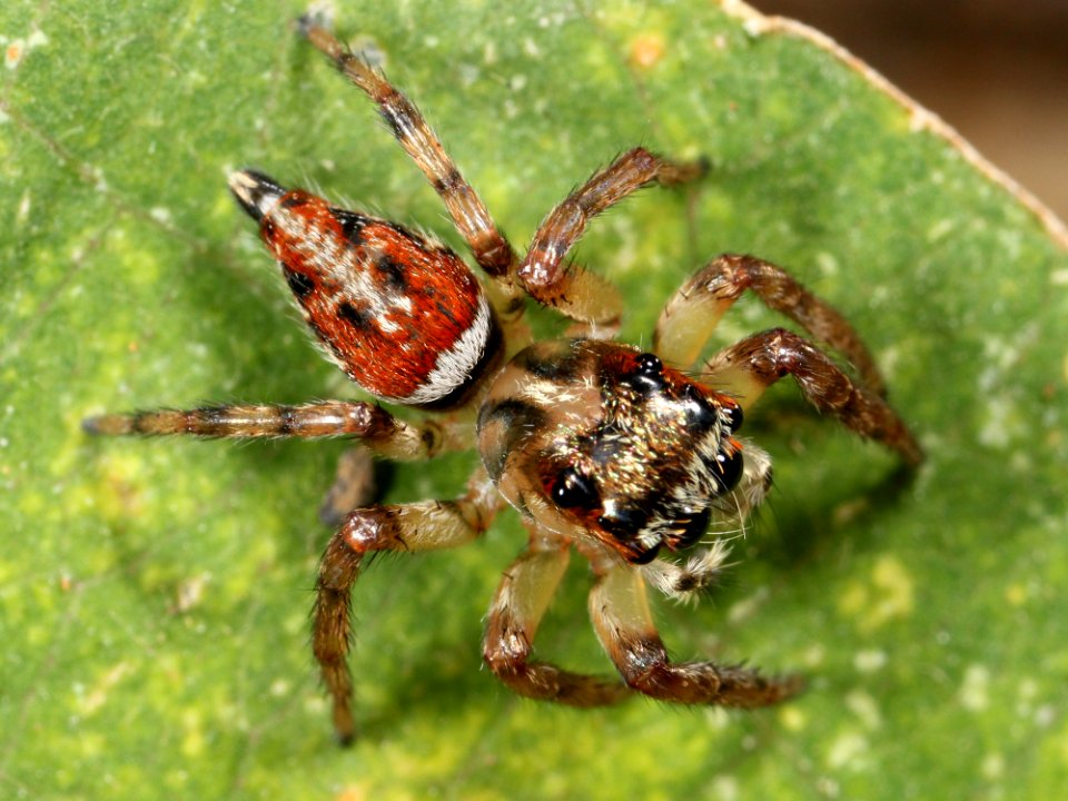 Kaldari unknown salticid E 03
