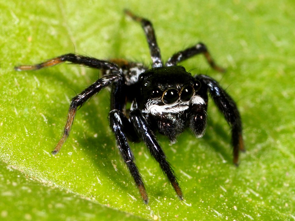 Kaldari unknown salticid C 01