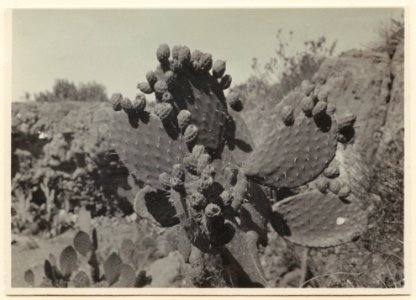 Kaktusvegetation. Ant - SMVK - 0307.a.0063
