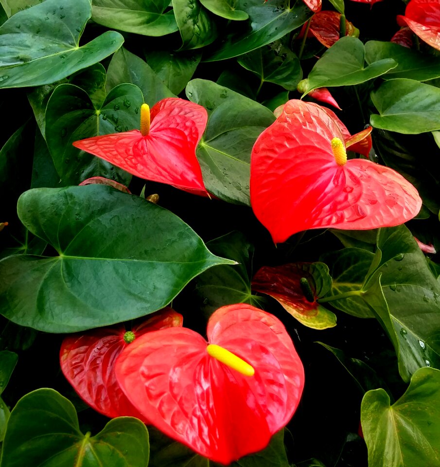 Plant plants green