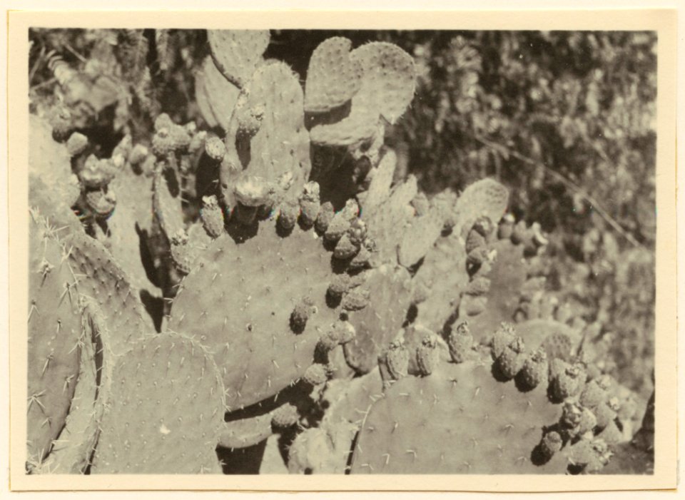 Kaktusvegetation. Kaktus odlas som fruktträd - SMVK - 0307.a.0065.b