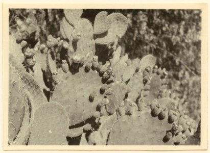 Kaktusvegetation. Kaktus odlas som fruktträd - SMVK - 0307.a.0065.b