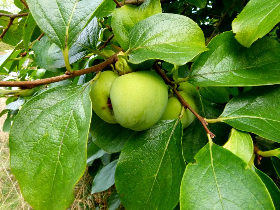 Kakis - Jardin Agronomique Tropical