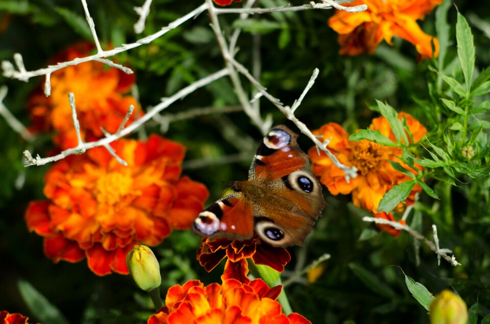 Insect nature colorful