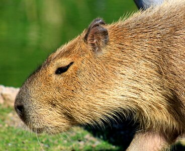 Capybara rodent zoo