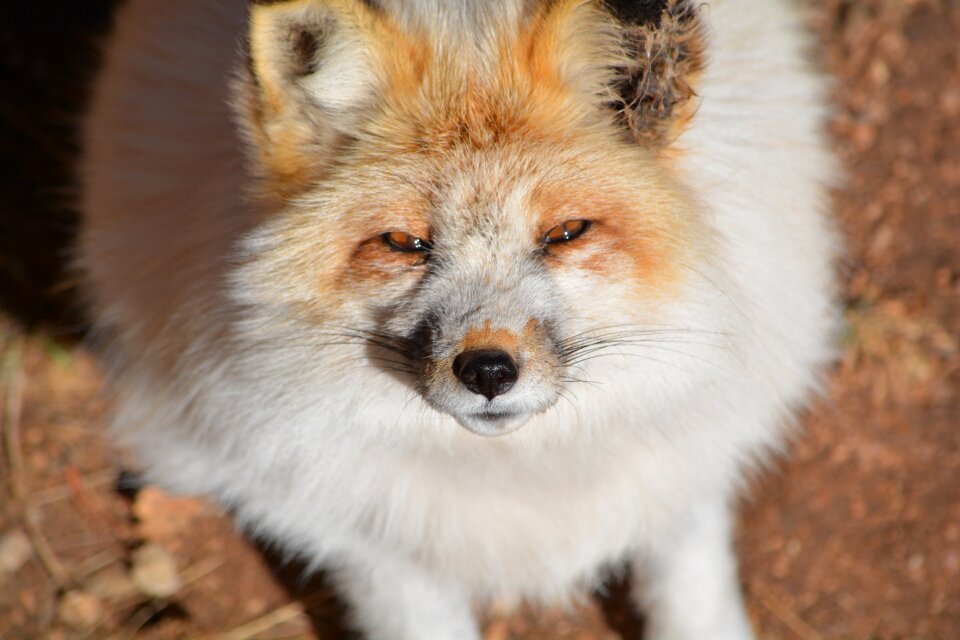 Fox white outside