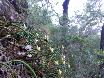 Kalianna Ridge, Budawang National Park 079