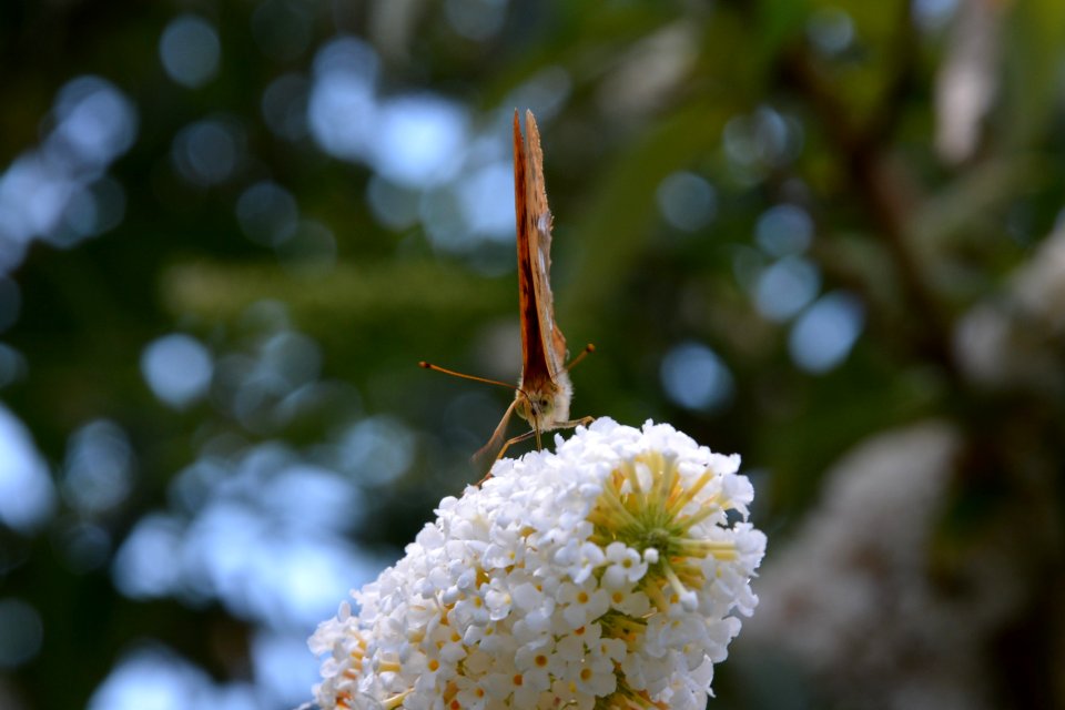 Kaisermantel (Argynnis paphia) auf Flieder zusammengeklappt