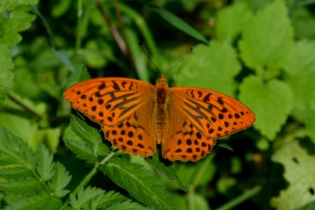 Kaisermantel (Argynnis paphia) Hainich