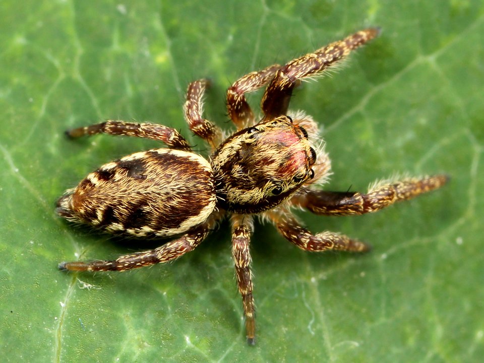 Kaldari Phanias albeolus immature male 03