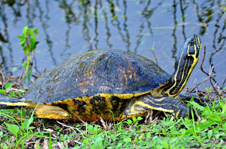 Turtle everglades wildlife