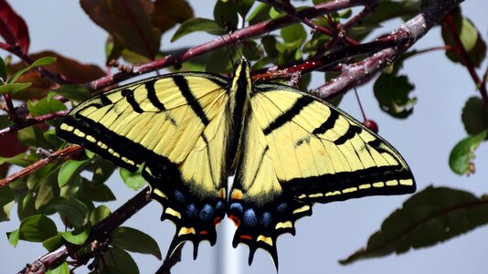 Insect in tree spring