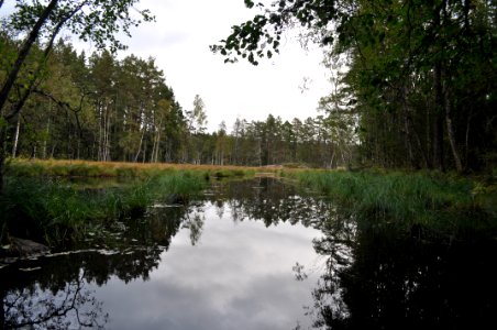 Kalkbro - mot Dammsjön