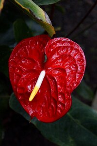 Nature flower decoration