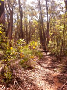 Kalianna Ridge Track as it climbs from Yadboro River to Kalianna Ridge, Budawang National Park 043