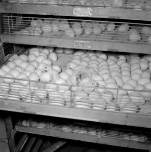 Kalkoenfokkerij in Beit Herut Broedmachine met kalkoeneireren die aan het uitko, Bestanddeelnr 255-4609