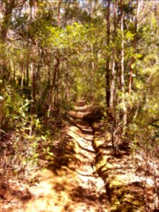 Kalianna Ridge Track as it climbs from Yadboro River to Kalianna Ridge, Budawang National Park 009