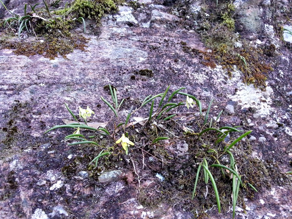 Kalianna Ridge, Budawang National Park 076