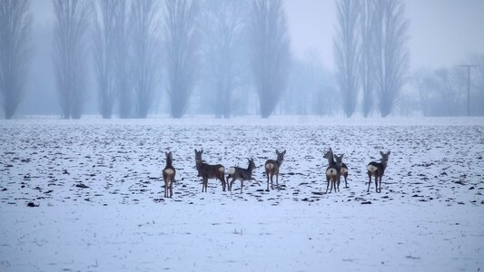 Deer fallow deer wintry