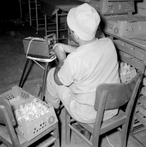 Kalkoenfokkerij in Beit Herut Werknemer bezig met het brandmerken van kalkoenku, Bestanddeelnr 255-4611 photo