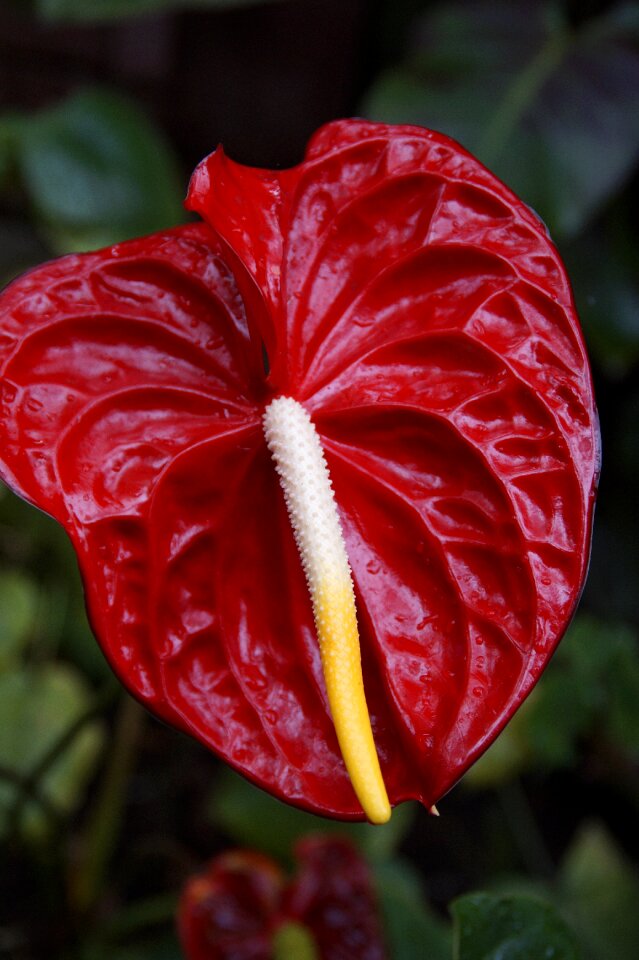 Nature flower decoration