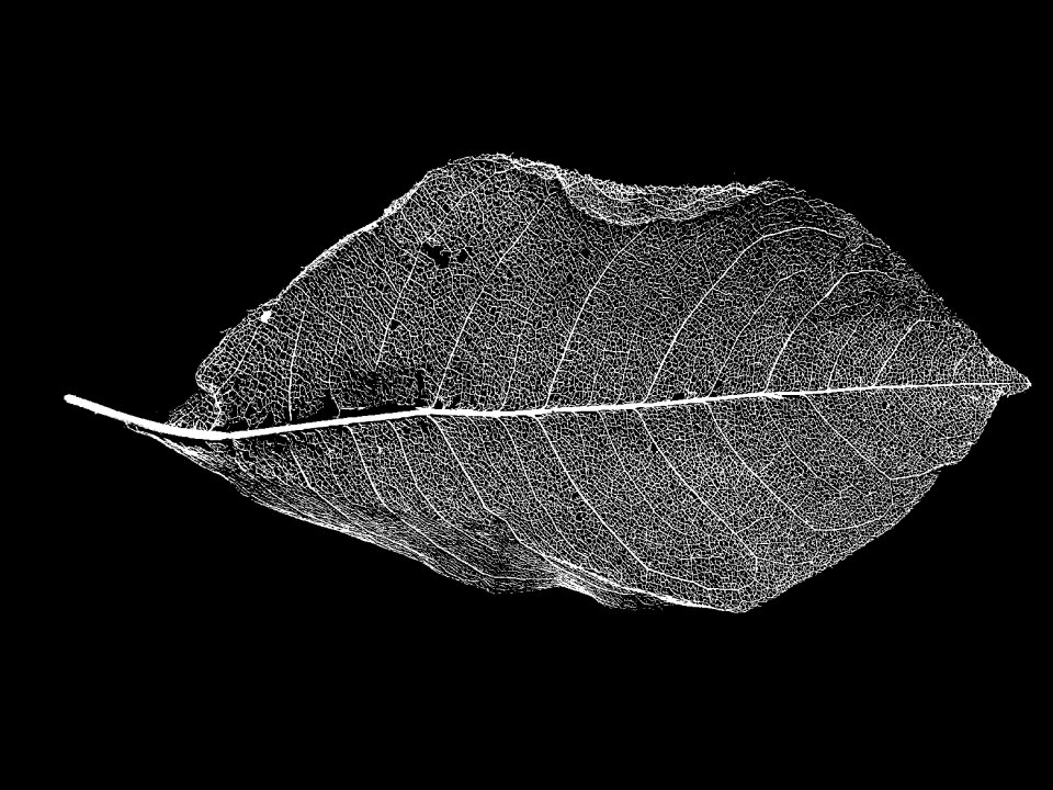 Dead dried framework