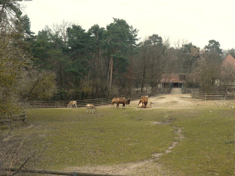 Kamelberg Tiergarten Nbg