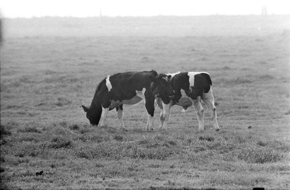 Kalveren in de wei, Bestanddeelnr 922-8244
