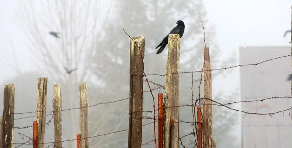 Foggy day bird gray birds