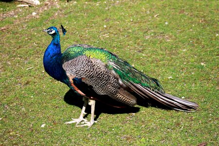 Bird animal zoo photo