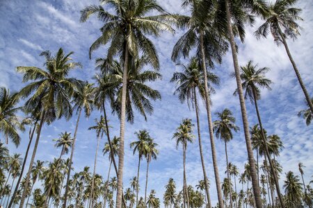 Palm tree palm trees tropical photo