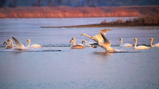 Frozen swans birds photo