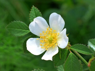 Rosa canina flower spring
