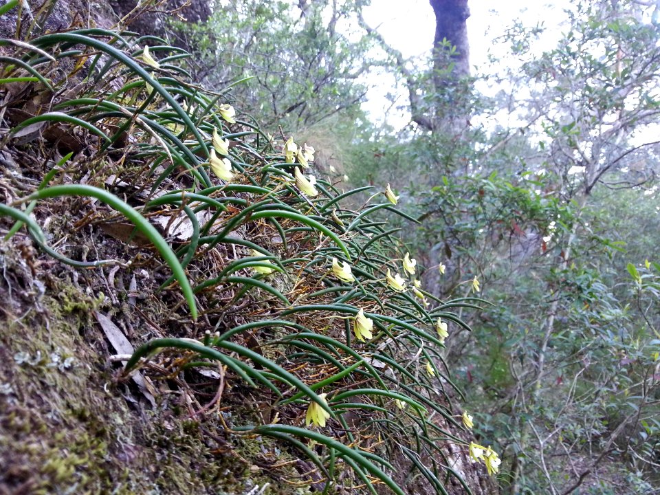 Kalianna Ridge, Budawang National Park 078