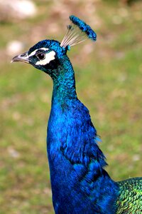 Bird animal zoo