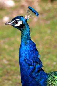 Bird animal zoo photo