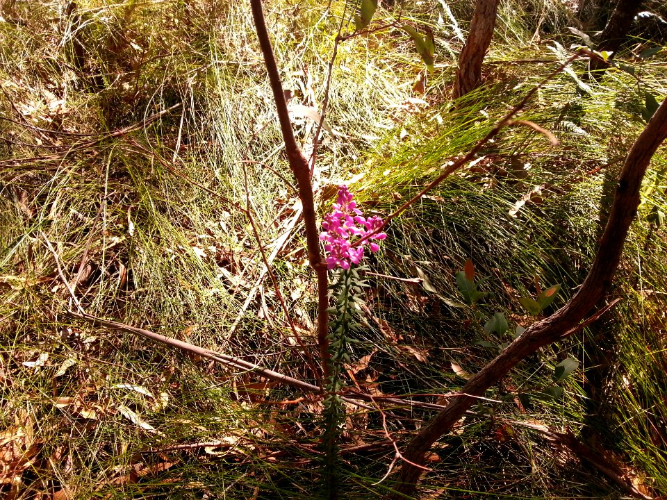 Kalianna Ridge, Budawang National Park 030