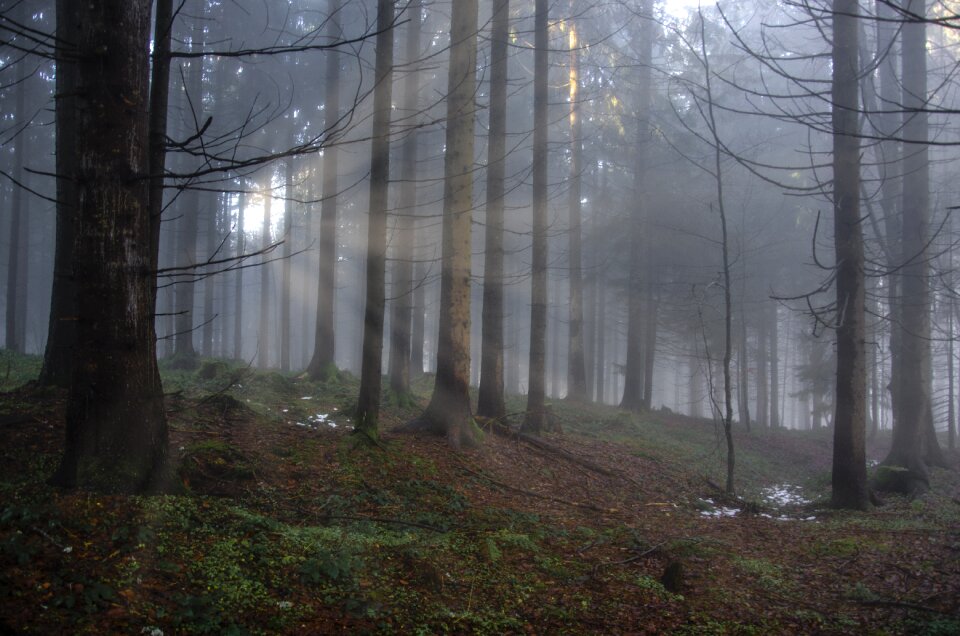 Mood trees flooded photo