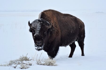 Mammal wildlife american