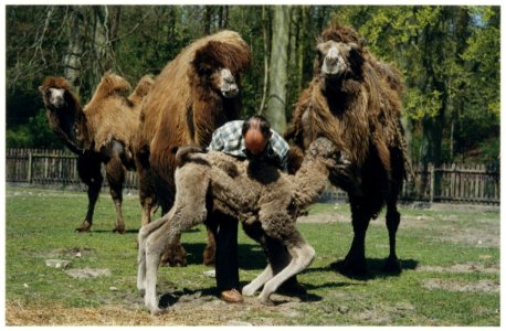 Kameel Sabina met pas geboren veulen Abraham op het land van G.L. Brandwijk aan de Duinlustweg te Overveen. NL-HlmNHA 54037352