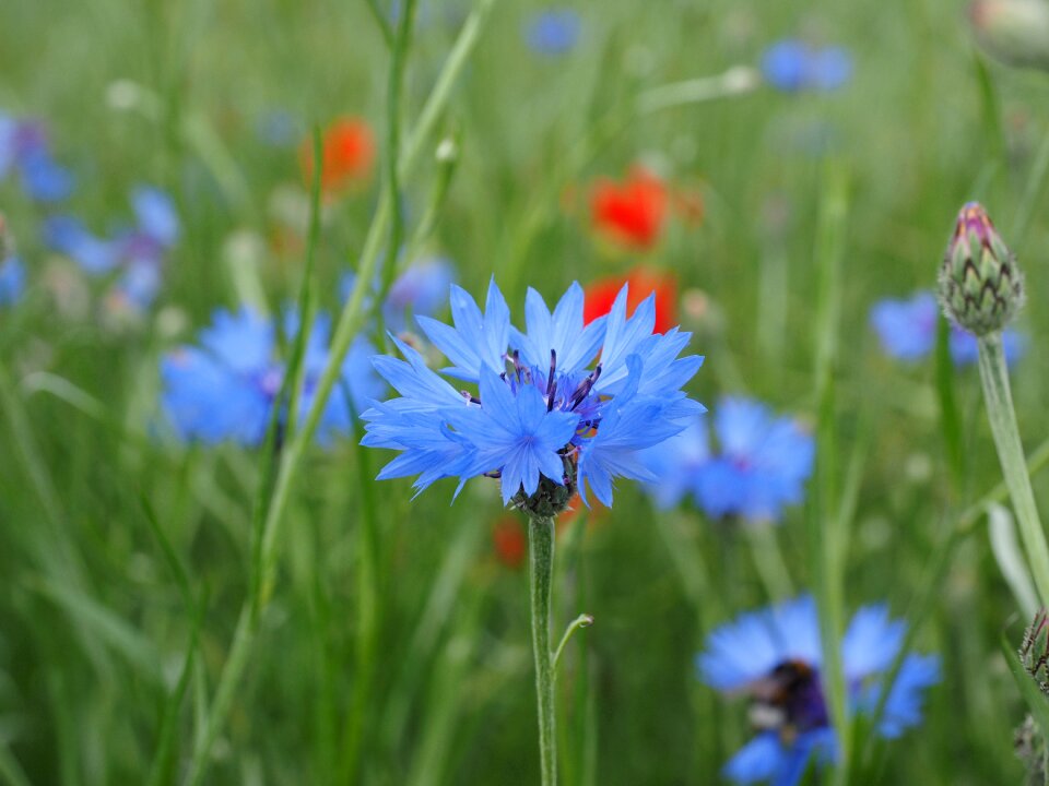 Bloom blue sky blue
