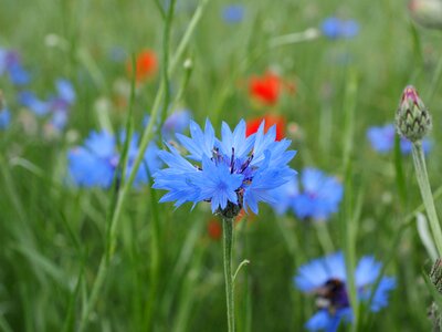 Bloom blue sky blue
