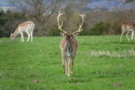 Animal nature wild photo