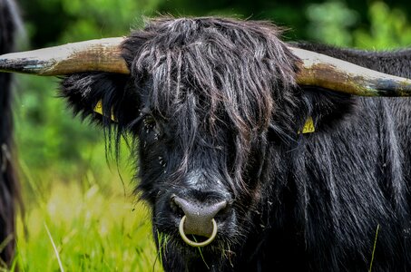 Animal animal portrait nature