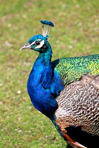 Bird animal zoo